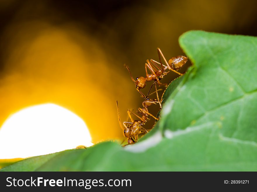 Red ants on green leaf and sun background. Red ants on green leaf and sun background