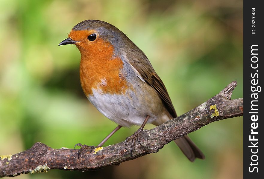 Close up of a Robin