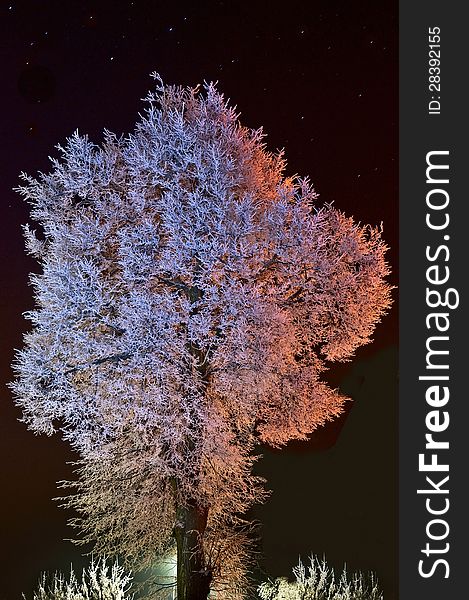 Tree in frost at night illuminated by a street lamp on the starry sky