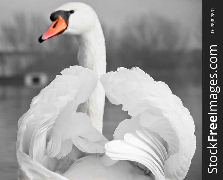 Mute Swan portrait