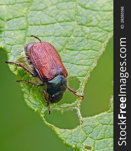 Garden chafer (Phyllopertha horticola) on a nibbled leaf.