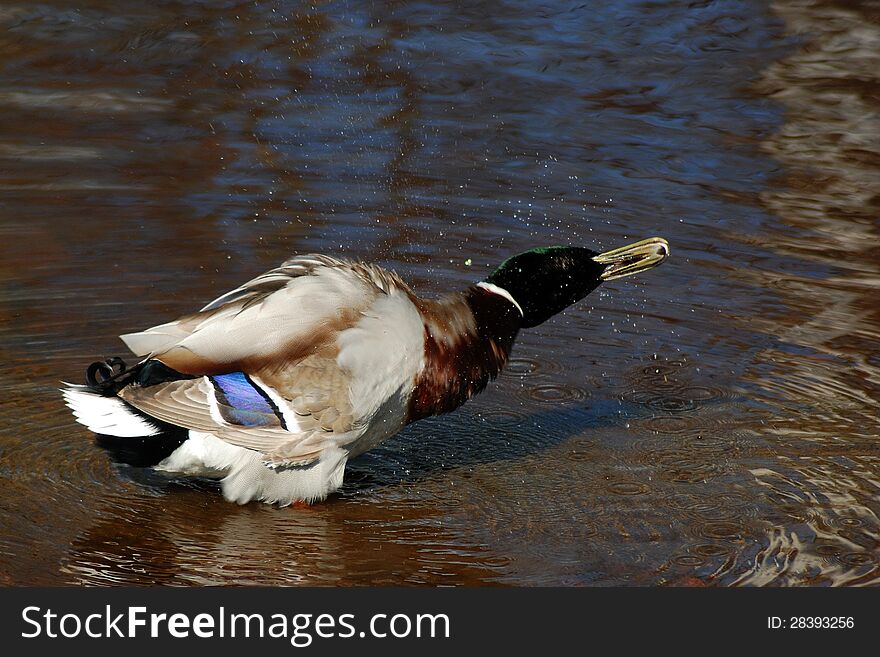 Male Mallard Shaking Off Water Drops