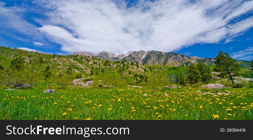 A grass pasture with daisies in the San Juan Mountains of southwestern colorado. A grass pasture with daisies in the San Juan Mountains of southwestern colorado.