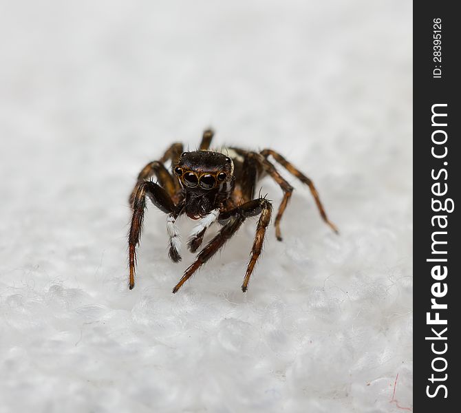 Male Hasarius Adansoni jumping spider on white background