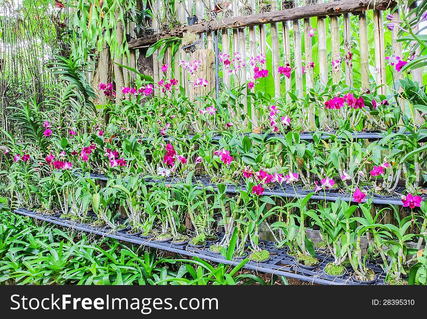 Various set of orchids in nursery of garden, Thailand