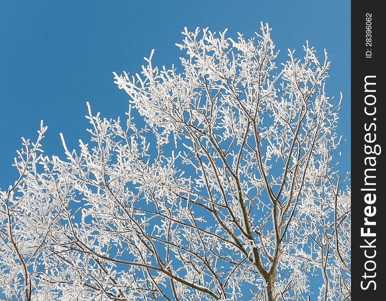Branches of a tree in hoarfrost on a background of blue sky