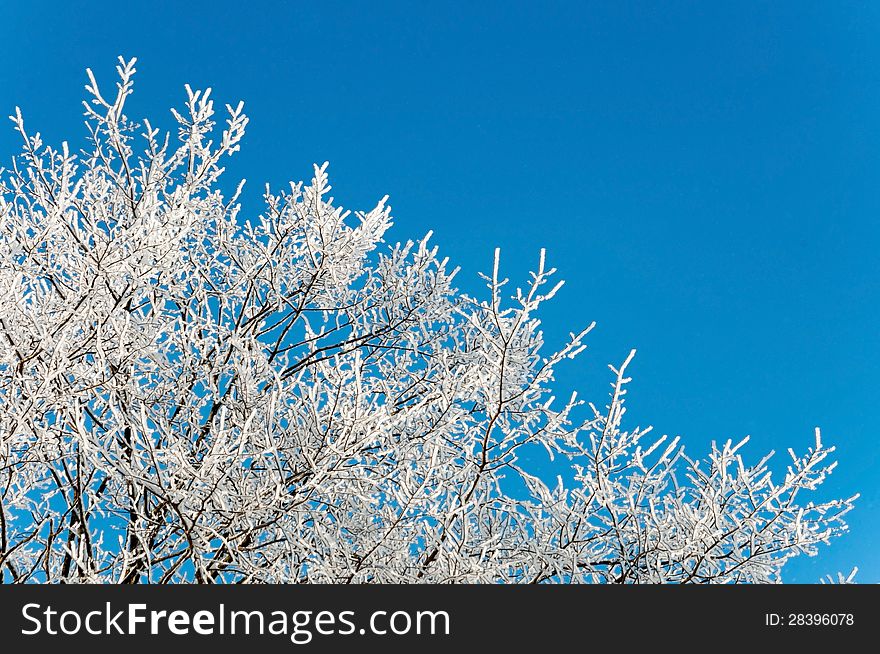 Branches of a tree in hoarfrost on a background of blue sky. Branches of a tree in hoarfrost on a background of blue sky