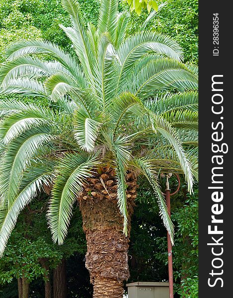 Palm tree, tropical climate, color image, small palm, green leaf
