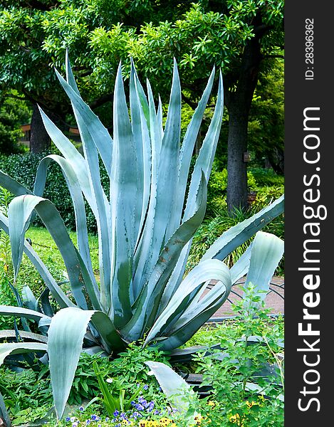 Tropical plant, century plant, fleshy leaves, ornamental plant, variegated forms, slow mature, for tequila production, flora of mexico. Tropical plant, century plant, fleshy leaves, ornamental plant, variegated forms, slow mature, for tequila production, flora of mexico