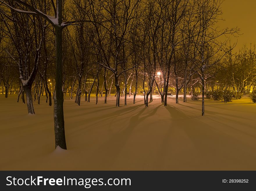 Winter in the park by night