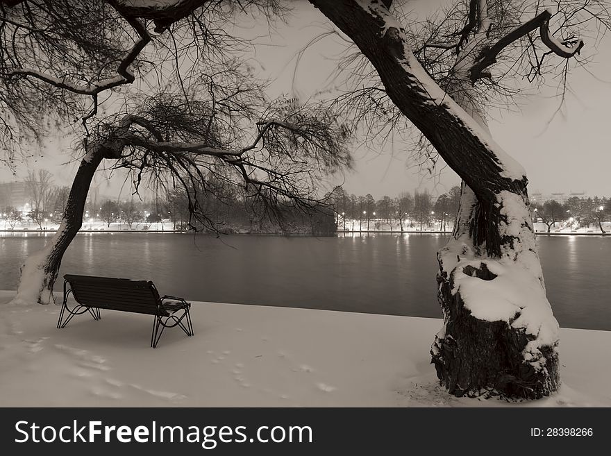 Winter in the park by night. Winter in the park by night