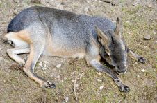 Patagonian Cavy 2 Royalty Free Stock Images