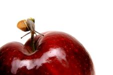 Small Snail On Apple Stock Images