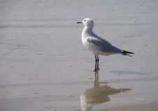 Seagull Royalty Free Stock Image Seagull Royalty Free Stock Image