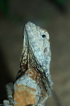 Agama Royalty Free Stock Photos Agama Royalty Free Stock Photos
