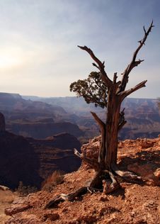 Tree At The Grand Canyon Stock Photos Tree At The Grand Canyon Stock Photos