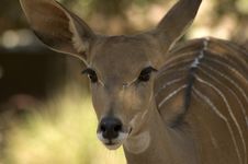 Baby Buck , Dear Royalty Free Stock Images