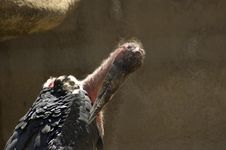 Vulture Stock Photography