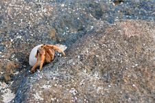 Hermit Crab Royalty Free Stock Photos Hermit Crab Royalty Free Stock Photos