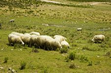 Herd Of Sheep Stock Photography Herd Of Sheep Stock Photography