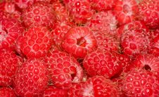 Ripe Raspberries Royalty Free Stock Image Ripe Raspberries Royalty Free Stock Image