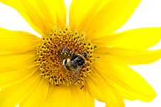 Bumblebee On A Sunflowe Stock Image Bumblebee On A Sunflowe Stock Image