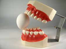 Teeth Model Royalty Free Stock Photos Teeth Model Royalty Free Stock Photos