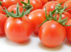 Fresh Tomatoes Stock Photography Fresh Tomatoes Stock Photography
