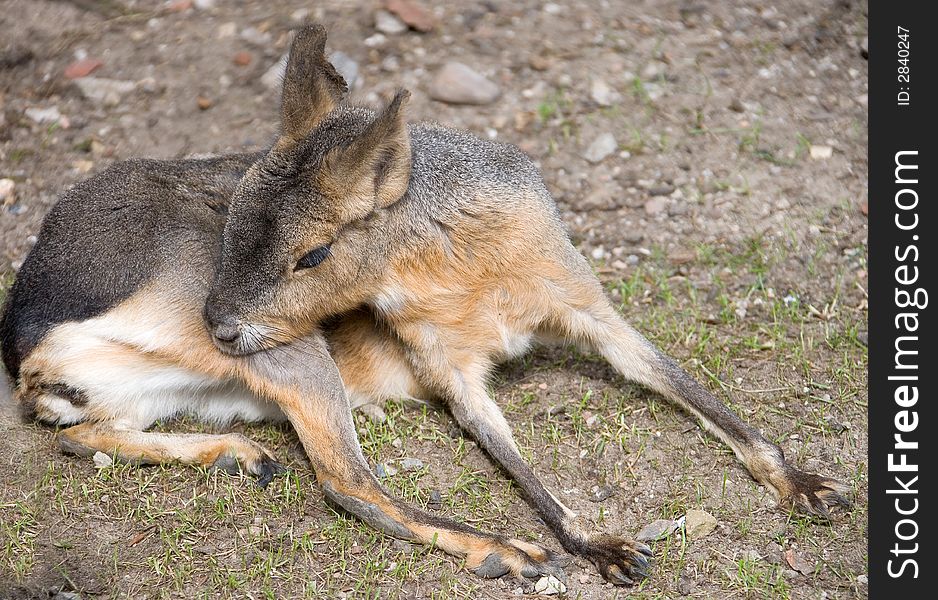 Portrait of nice Patagonian cavy. Portrait of nice Patagonian cavy