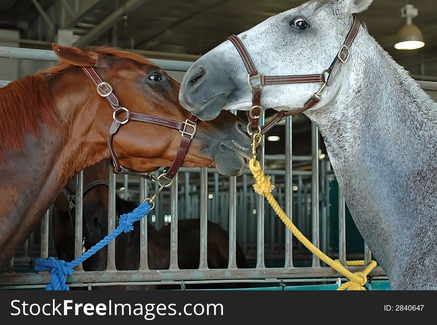 Two horses tied to stall after a show,both are tired and sweaty.