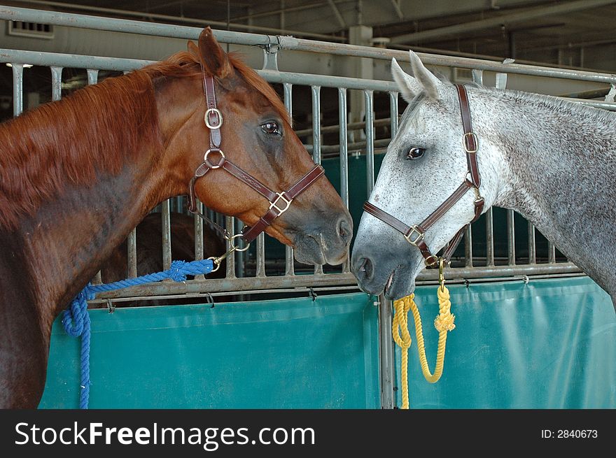 Two horses tied to stall after a show,both are tired and sweaty.