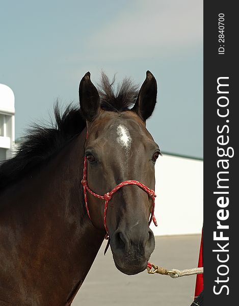 Head of brown horse tied to trailer outside of an event center.