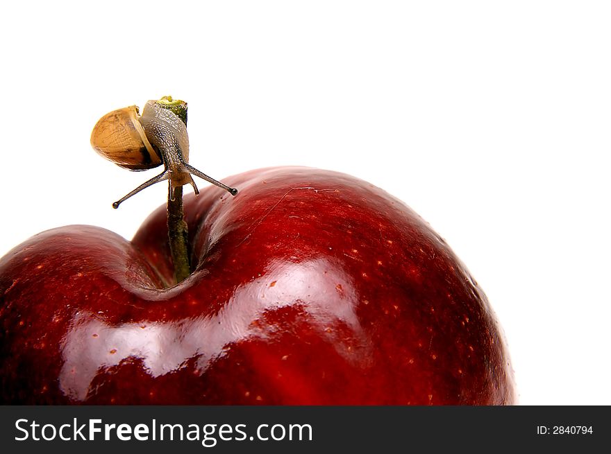 Small snail on red apple isolated. Small snail on red apple isolated