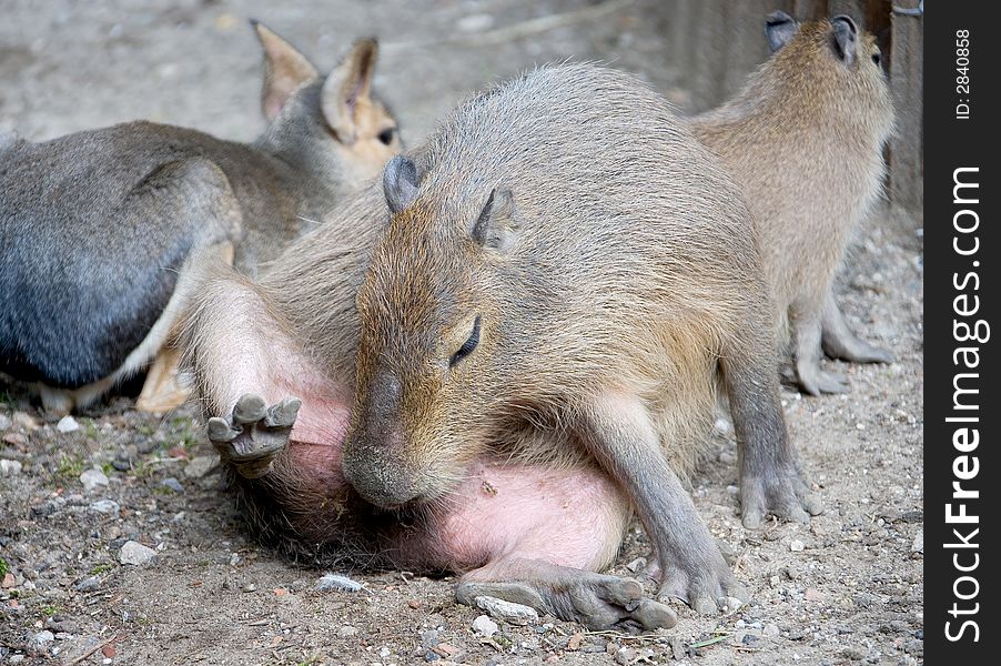 View of nice capybara female. View of nice capybara female