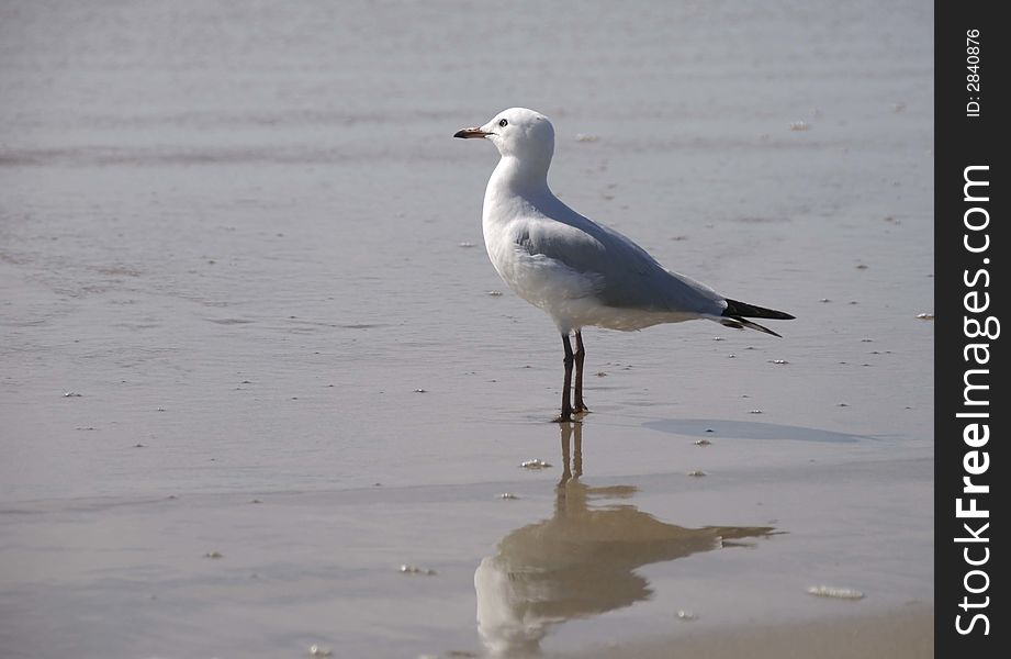 A lone seagull standing at the water's edge