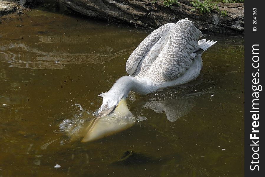 Young Pelican Is Hunting