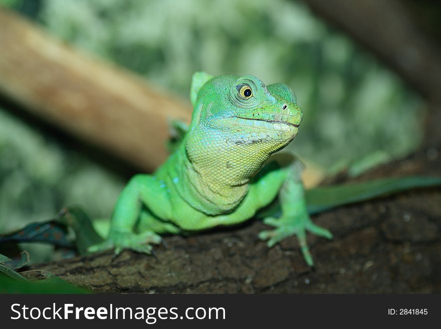Basilisk lizard shot in terrarium, natural light