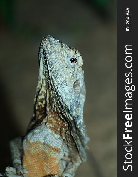 Agama lizard shot in terrarium