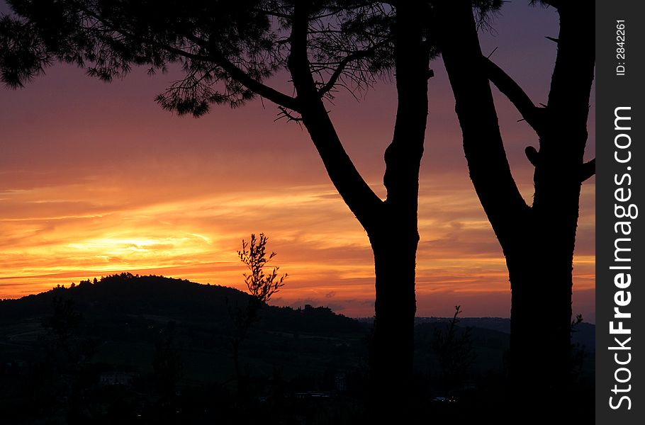 Silhouette of trees in front of a Tuscan sunset. Silhouette of trees in front of a Tuscan sunset
