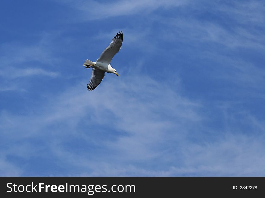 Beautiful seagull soars high in the sky looking for food. Beautiful seagull soars high in the sky looking for food