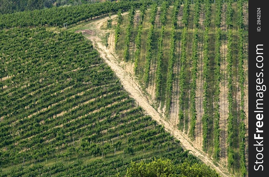 Closeup of a Tuscan vineyard