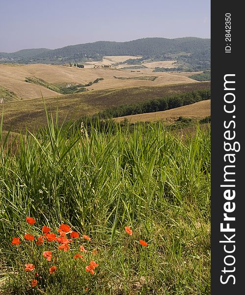 Poppies in front of Tuscan rolling hills. Poppies in front of Tuscan rolling hills