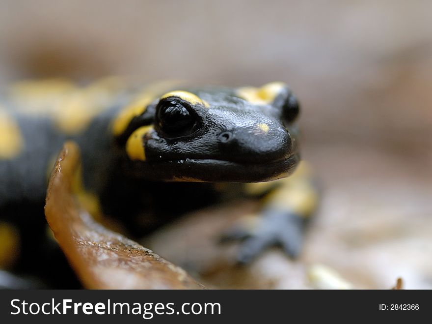 Portrait Of Salamander