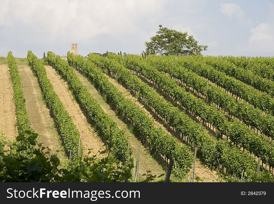 Tuscan vineyard with a Church in the background. Tuscan vineyard with a Church in the background