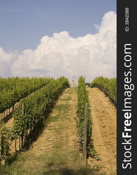 Tuscan vineyard on a hill. Tuscan vineyard on a hill