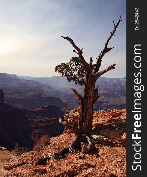 Tree perched on the edge of the Grand Canyon, Arizona. Tree perched on the edge of the Grand Canyon, Arizona