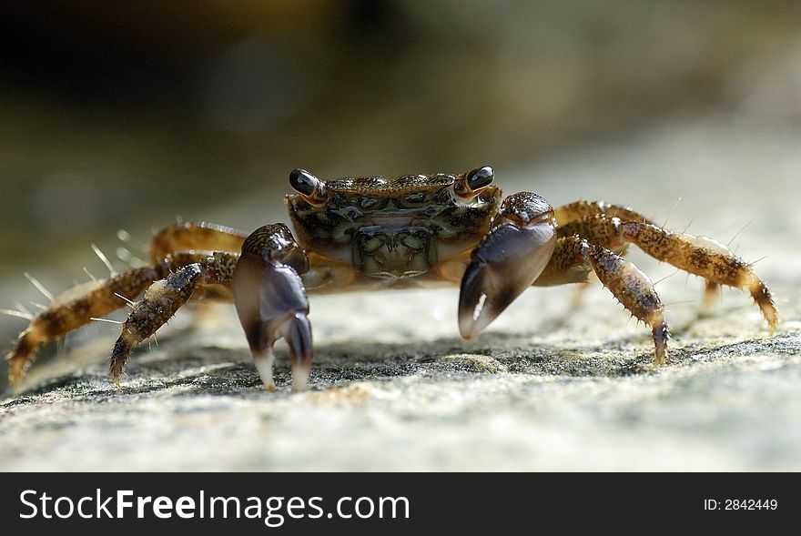 Portrait Of Crab