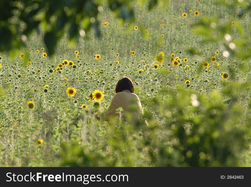 The woman sits in a field among colors and grasses. The woman sits in a field among colors and grasses