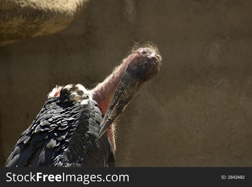 A Male Condor, vulture, close up