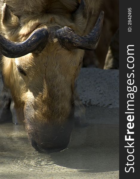 A animal, buffalos drinking water. A animal, buffalos drinking water